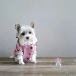 Chien mignon en veste rose sur surface en bois avec ornement floral délicat.