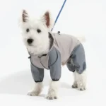 Chien adorable en tenue dextérieur grise, prêt pour une aventure en plein air.