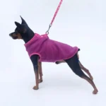 Petit chien noir en manteau rose, prêt pour une aventure stylée.