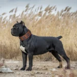 Chien noir musclé avec collier décoratif dans des herbes dorées, majestueux et serein.