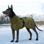 Chien noir en veste dhiver dans un paysage enneigé, prêt pour laventure.