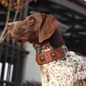 Chien pointer allemand blanc tacheté avec collier en cuir brun, élégant et alerte.