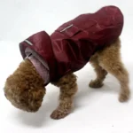 Un poodle élégant en manteau bordeaux, prêt pour laventure sous la pluie.