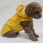 Petit chien poodle en manteau jaune joyeux, prêt pour la pluie avec style.