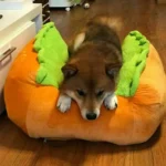 Un Shiba Inu se repose sur un lit en forme de hamburger dans un salon confortable.