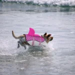 Un chien joyeux en maillot de flottaison rose splashe dans leau à la plage.