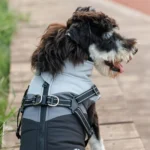 Chien curieux en veste sur un chemin en bois, profitant dune journée en plein air.