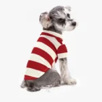 Schnauzer mignon en tenue rayée rouge et crème, assis sur fond blanc.