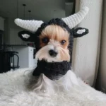 Petit chien joyeux en chapeau de vache et écharpe, adorable et plein de charme.