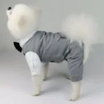 Pomeranian élégant en costume gris avec nœud, parfait pour une occasion spéciale.