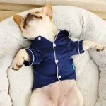 Un adorable bulldog français en pyjama, détendu dans un lit confortable et douillet.