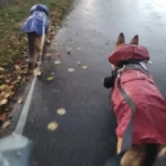 Chiens en promenade sous la pluie avec des imperméables colorés sur un chemin automnal.