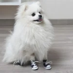 Un adorable Pomeranien en baskets noires, assis sur un sol en bois clair.