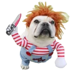 Un bulldog français amusant en costume coloré avec perruque orange et couteau comique.