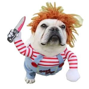 Un bulldog français amusant en costume coloré avec perruque orange et couteau comique.