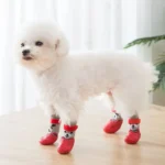 Chien blanc mignon avec des chaussettes rouges sur un sol en bois chaleureux.