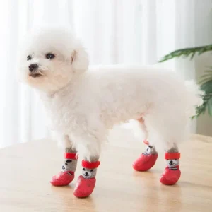 Chien blanc mignon avec des chaussettes rouges sur un sol en bois chaleureux.