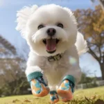 Un chien joyeux en booties colorées samuse dans un champ verdoyant sous le soleil.