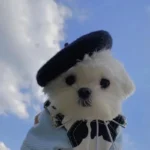 Petit chien mignon en beret noir et tenue bleue, sous un ciel bleu lumineux.