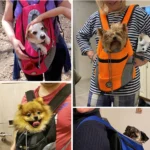 Chiens petits dans transporteurs colorés, confort et joie partagée avec leurs propriétaires.