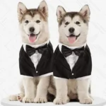 Chiens huskies en tuxedos, un duo élégant et joyeux prêt pour une occasion spéciale.