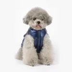 Chiot adorable en veste bleue, prêt pour lhiver avec style et charme.