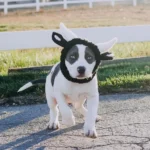 Un adorable chiot en costume de mouton samuse dans le jardin ensoleillé.