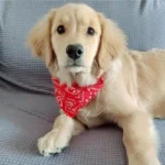 Chiot golden retriever mignon avec bandana rouge se relaxe sur un canapé gris.