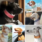 Collage de chiens avec des colliers tendance, mettant en valeur leurs personnalités uniques.