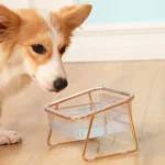 Corgi curieux explorant un conteneur moderne en verre sur un sol en bois élégant.