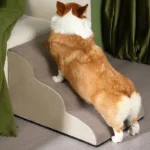 Corgi curieux sur des escaliers pour animaux dans un intérieur chaleureux et accueillant.