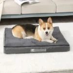 Corgi joyeux sur un lit douillet dans un salon moderne et apaisant.