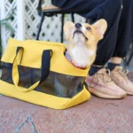 Corgi curieux dans un sac à dos jaune, moment joyeux en extérieur.