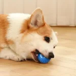 Corgi joueur avec une balle bleue sur un sol en bois chaleureux.