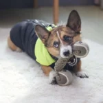 Corgi joueur en veste noire avec capuche verte sur un tapis blanc douillet.