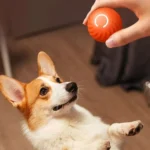 Un corgi adorable joue avec une balle orange dans un intérieur chaleureux et accueillant.