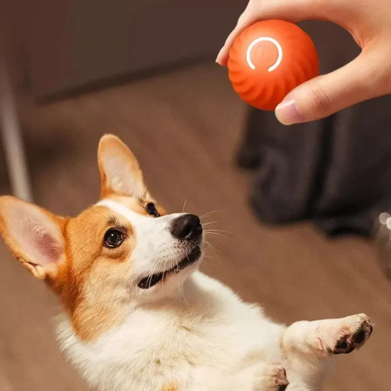 Un corgi adorable joue avec une balle orange dans un intérieur chaleureux et accueillant.