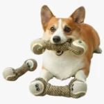 Corgi joyeux jouant avec un jouet en corde, ambiance chaleureuse et ludique.