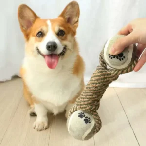 Corgi heureux avec jouet en corde sur un sol en bois, prêt à jouer.