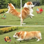 Corgi joyeux jouant avec des ballons colorés par une belle journée ensoleillée.