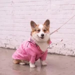 Corgi mignon en imper rose, joyeusement assis sur une surface mouillée après la pluie.