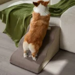 Corgi sur un escalier pour animaux avec une couverture verte, ambiance chaleureuse dans le salon.