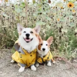 Corgis joyeux en manteaux jaunes parmi des tournesols éclatants dans un jardin.