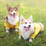 Corgis joyeux en extérieur, vêtus dimperméables jaunes, profitant du soleil et de lherbe verte.