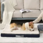 Corgi détendu sur un coussin dans un salon cosy et accueillant.