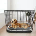 Crate confortable pour chien : golden retriever reposant dans un espace sécurisé et lumineux.