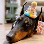 Doberman joueur en fête avec chapeau coloré sur un sol en bois.