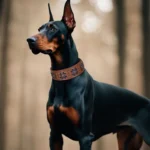 Doberman majestueux en pleine nature, alliant force et beauté dans un cadre serein.