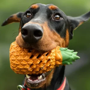 Doberman joyeux avec jouet ananas, jouant en plein air et affichant son enthousiasme.