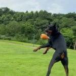 Un Doberman sautant joyeusement pour attraper un jouet ananas dans un parc verdoyant.